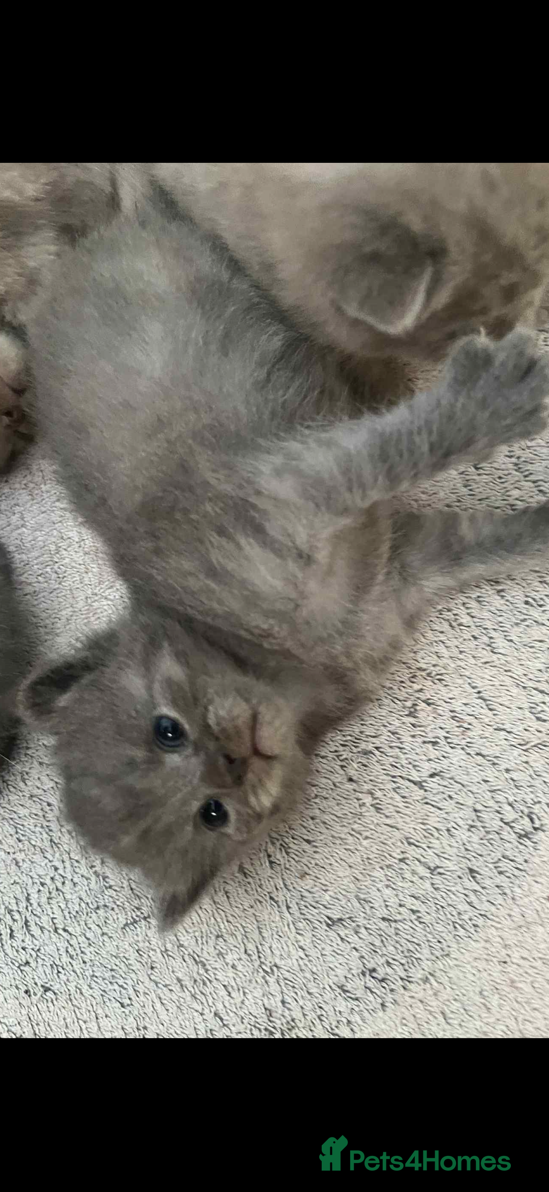 British Shorthair cats for sale: British shorthair kittens  - Image 5