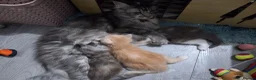 Ragcoon cats for sale: Bouncing beauties ready to go  - Advert 7