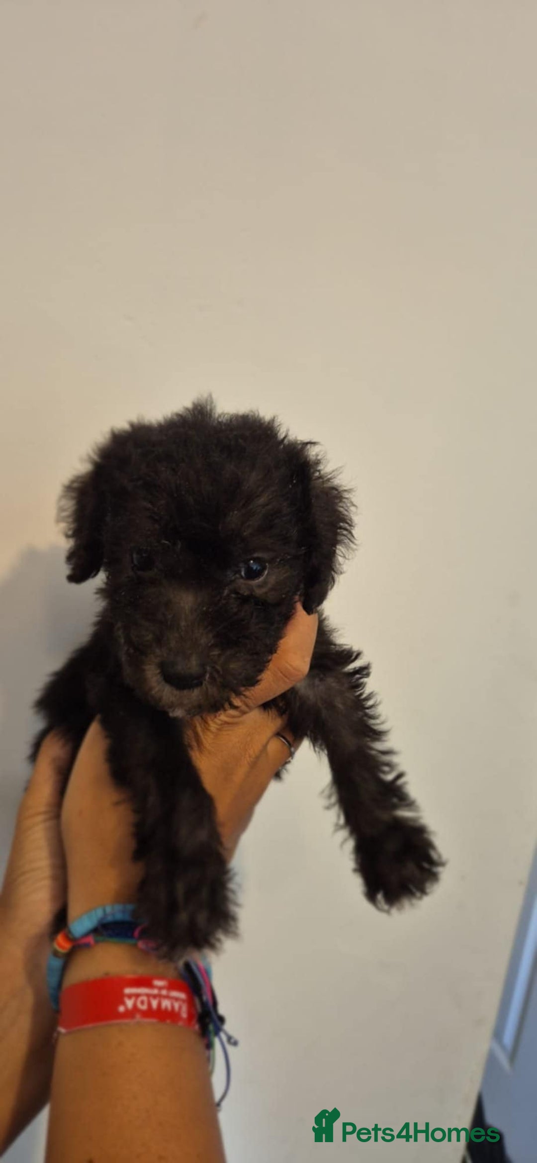 Bedlington Terrier dogs for sale: Bedlington terrier puppies  - Image 1