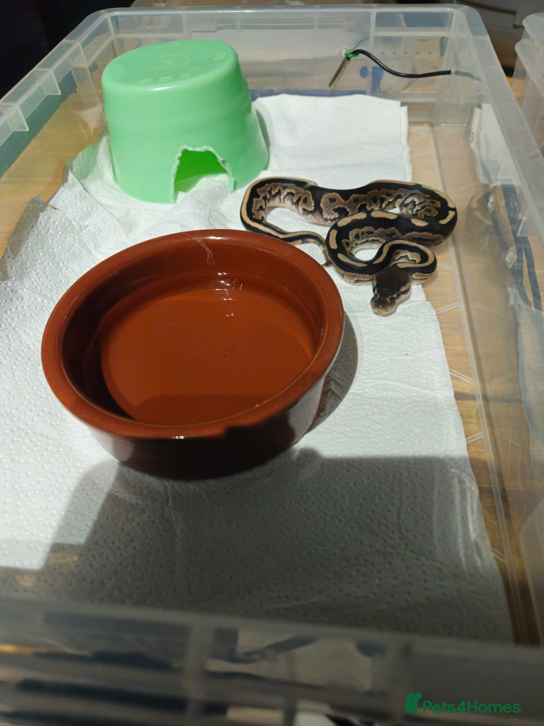 Python Snake reptiles for sale: male ball python - Advert 2