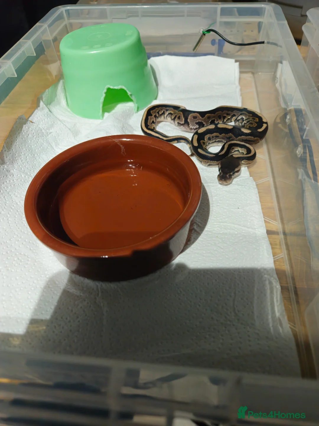 Python Snake reptiles for sale: male ball python - Advert 2