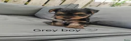 Yorkshire Terrier dogs for sale: Beautiful Yorkshire Terrier Puppies  in Downpatrick - Advert 9