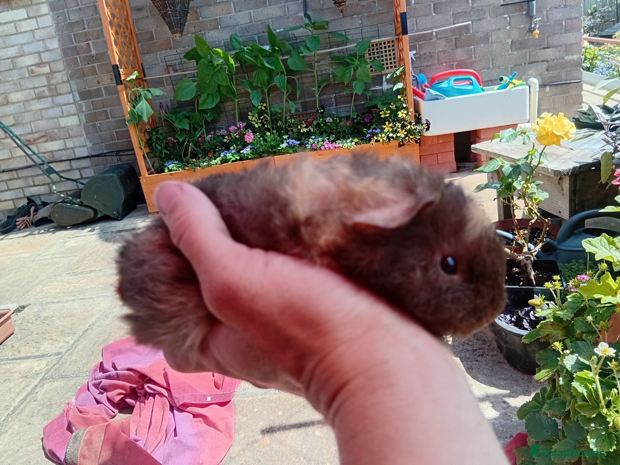 Guinea Pig rodents Baby guinea pigs  - Advert 3