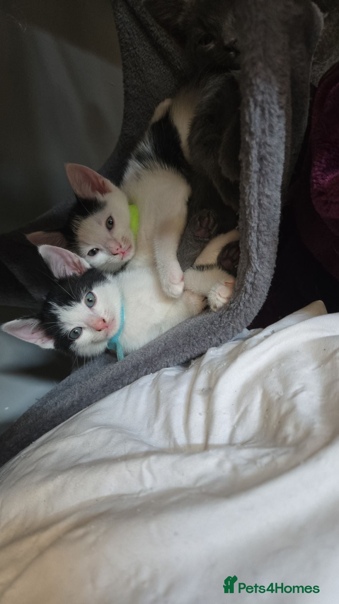 Mixed Breed cats 4xKittens🐈‍⬛️🐈 - Advert 2