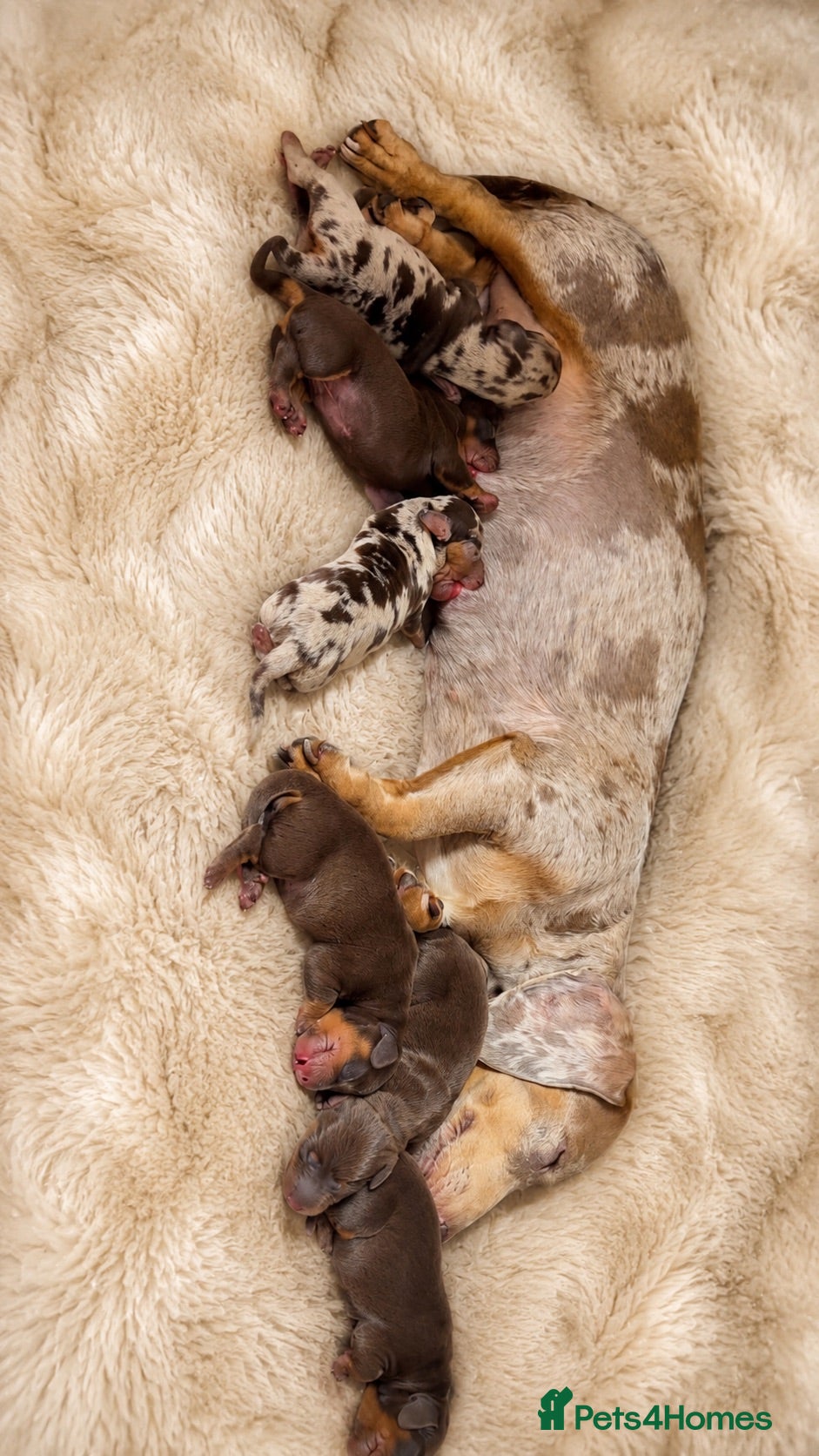 Dachshund dogs 🐾 Chocolate, Tan & Dapple Dachshund Puppies 🐾 - Advert 1