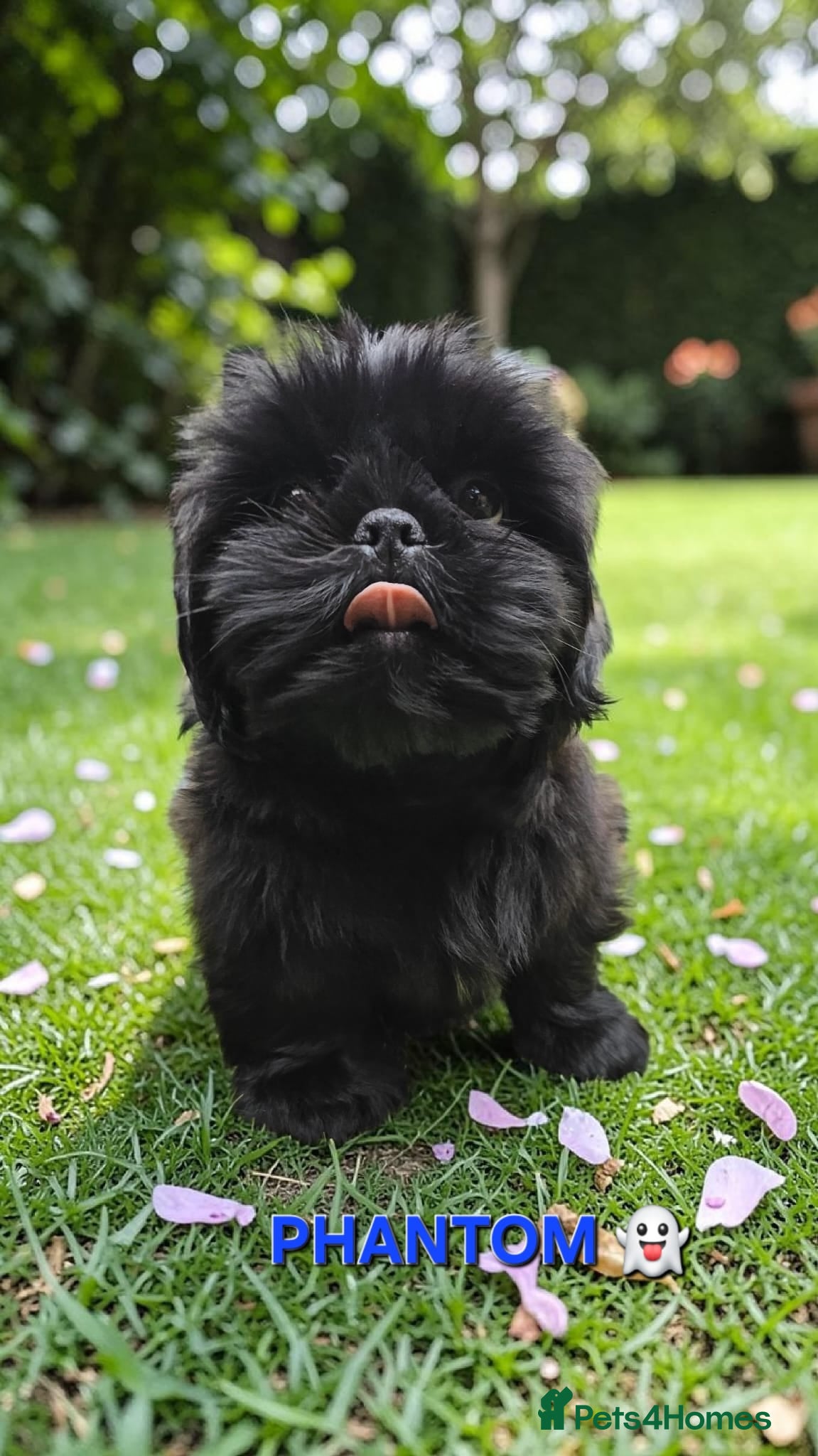 Shih Tzu dogs RARE BLACK STANDARD SHIH TZU WITH BLUE  SKIN - Advert 3