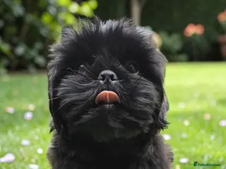 Shih Tzu dogs RARE BLACK STANDARD SHIH TZU WITH BLUE SKIN - Advert 3