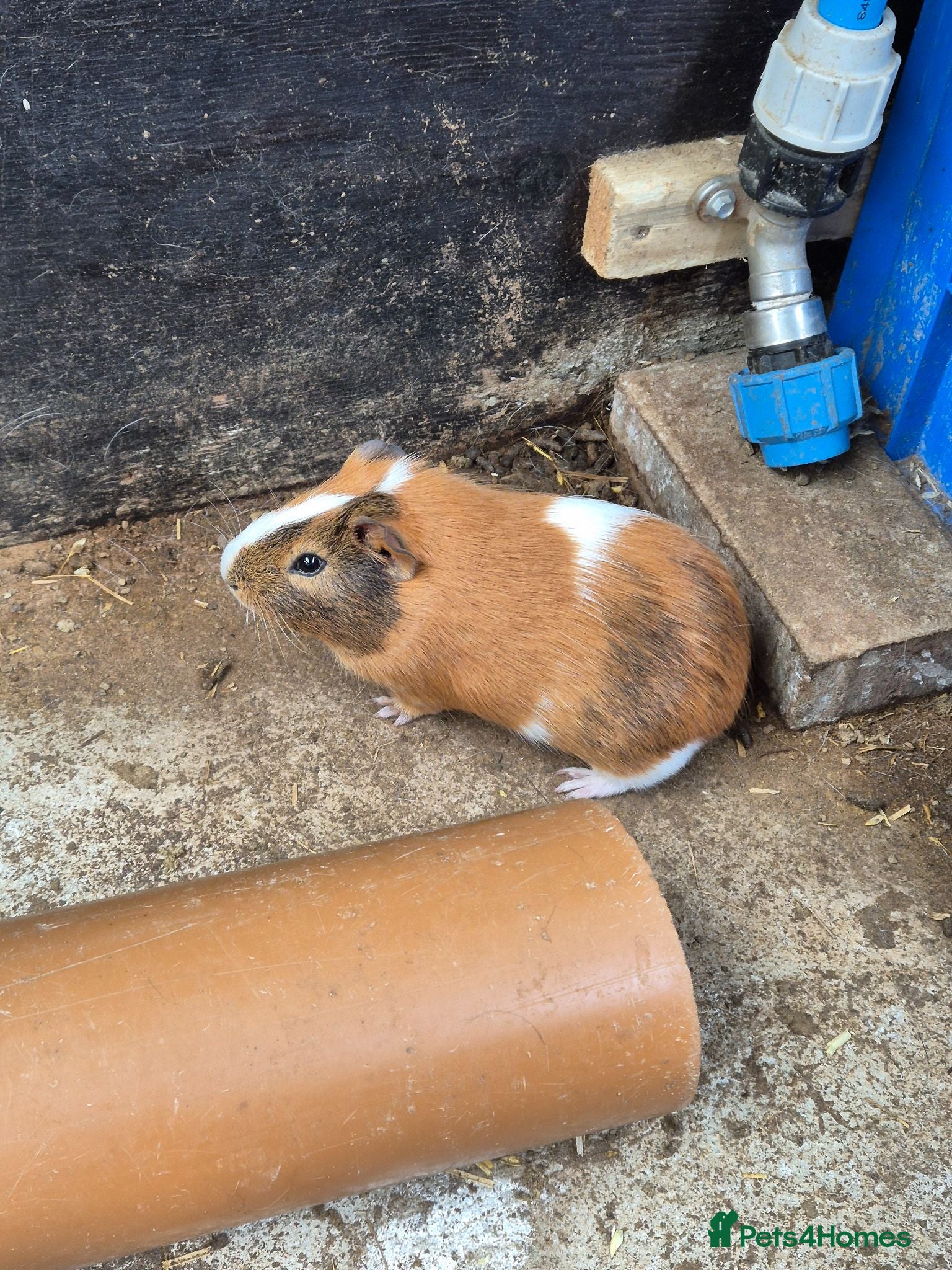 Guinea Pig rodents Guinea Pigs 👀🏡 - Advert 18