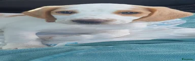 Beagle 1