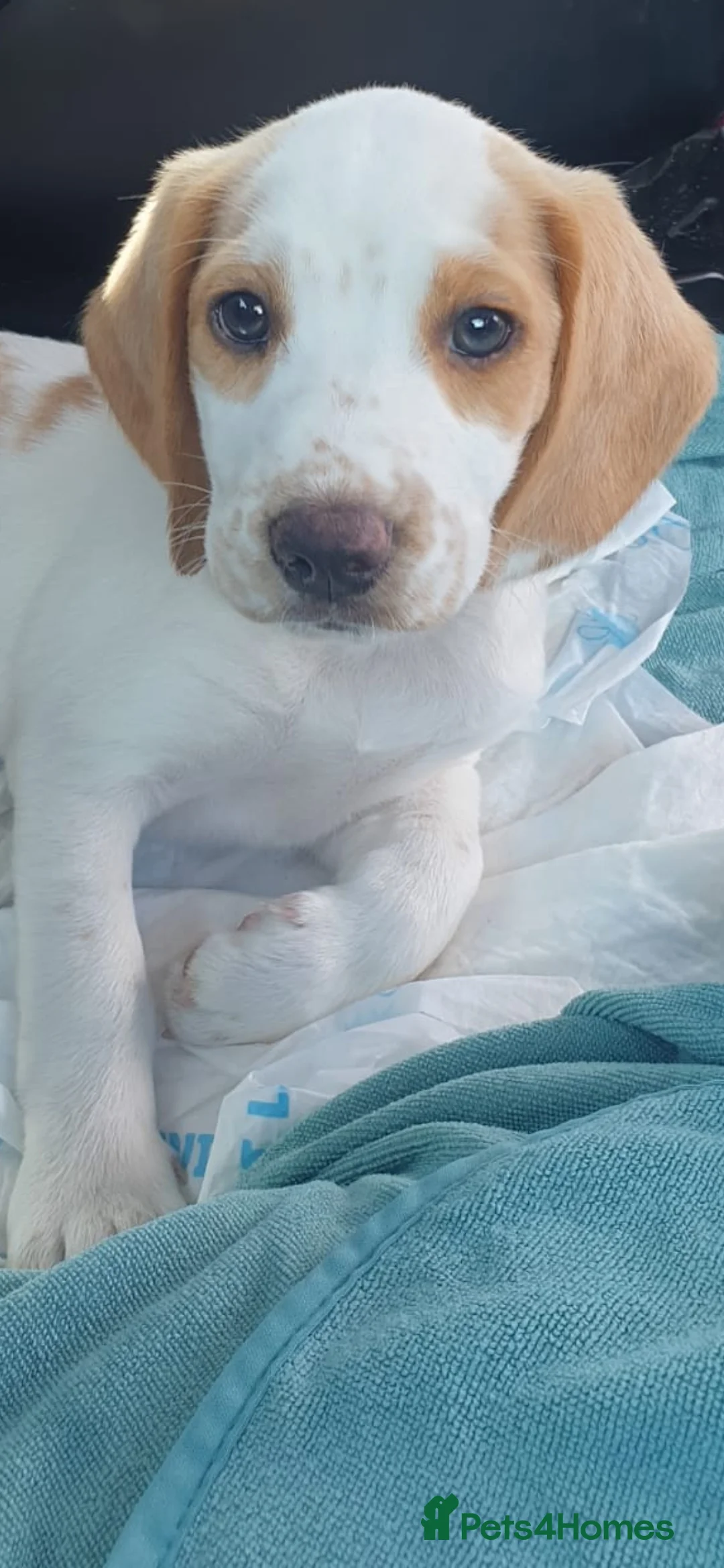 Beagle dogs for sale: Beagle in Scunthorpe - Advert 2