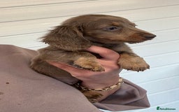 Miniature Dachshund dogs for sale: Mini Dachshund puppies for sale  - Image 1