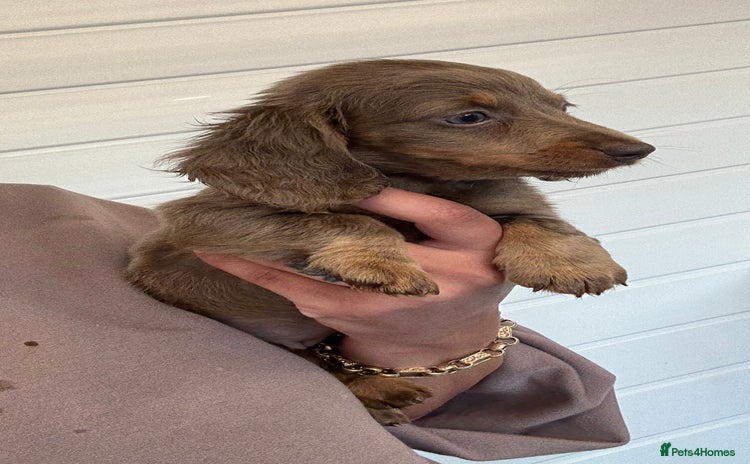 Miniature Dachshund dogs - Advert 2