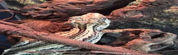 Gecko reptiles for sale: Gargoyle Gecko and full set up for sale in Northampton - Advert 6