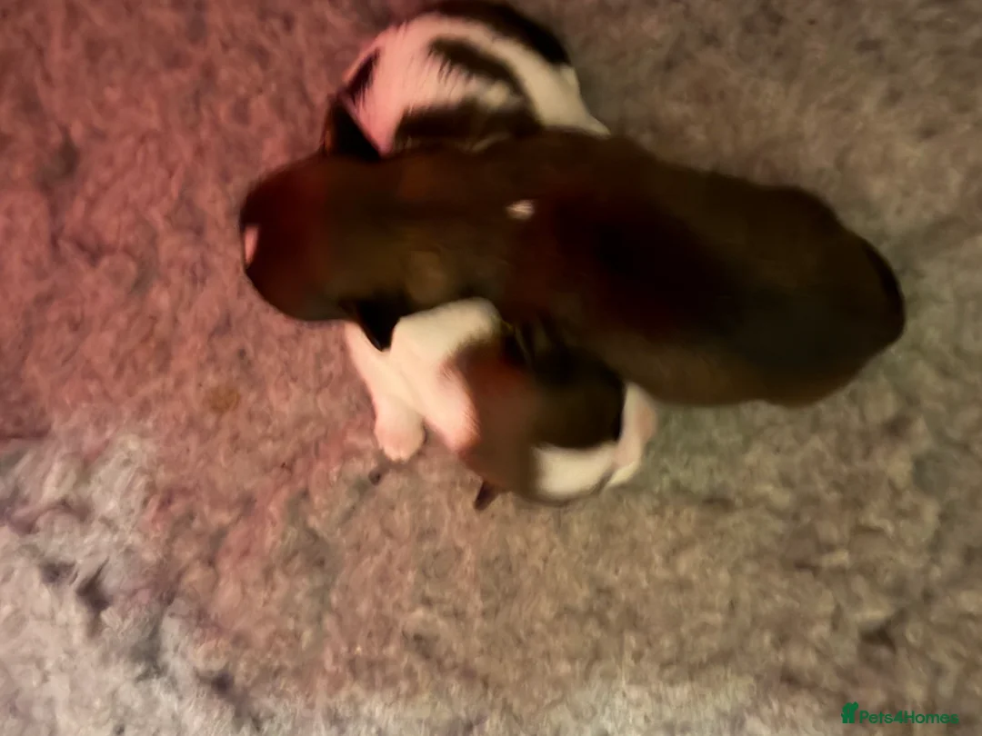 Lhasa Apso dogs for sale: RKC registered puppy boys - Advert 12