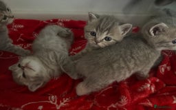 Scottish Fold cats for sale: Beautiful Scottish straight cross British shorts😍 - Image 22