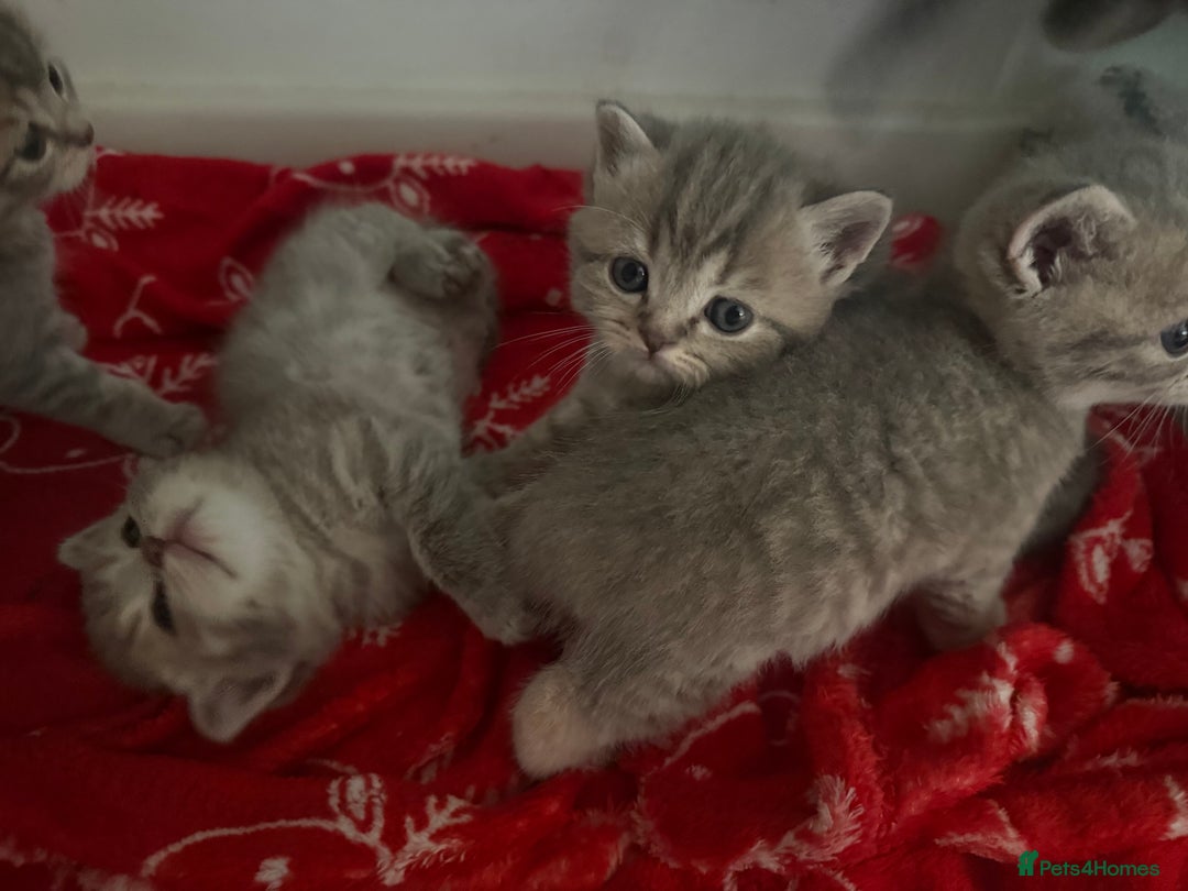 Scottish Fold cats for sale: Beautiful Scottish straight cross British shorts😍 - Image 22