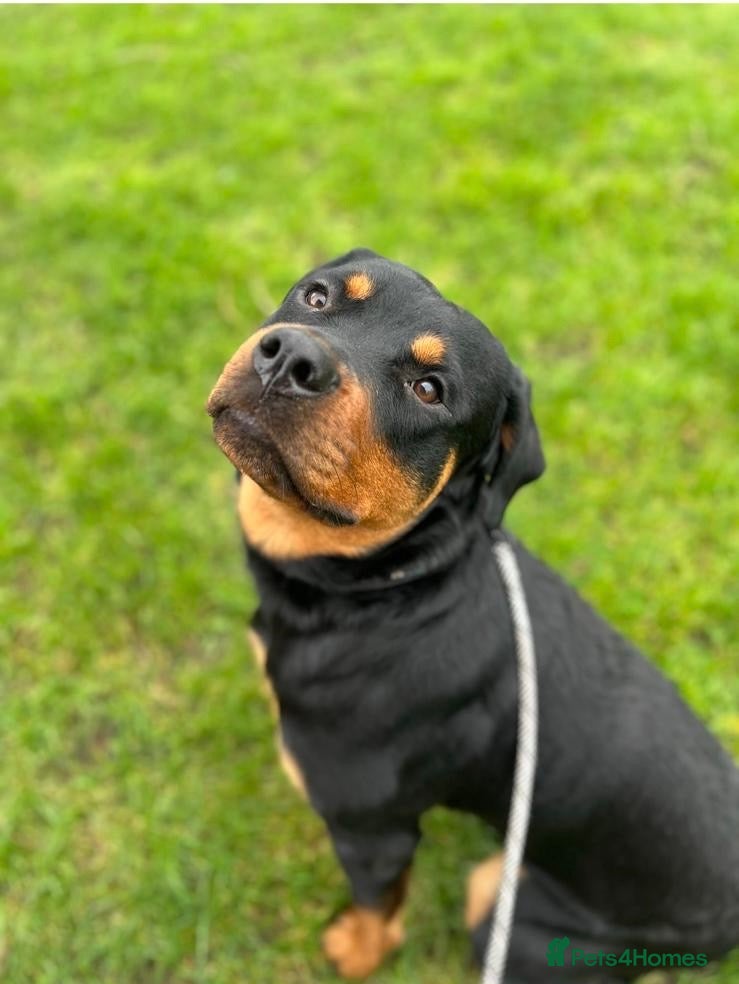 Rottweiler dogs 2 year old Male Rottweiler - Advert 9