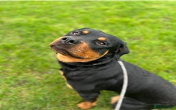Rottweiler dogs for sale: 2 year old Rottweiler - Advert 1