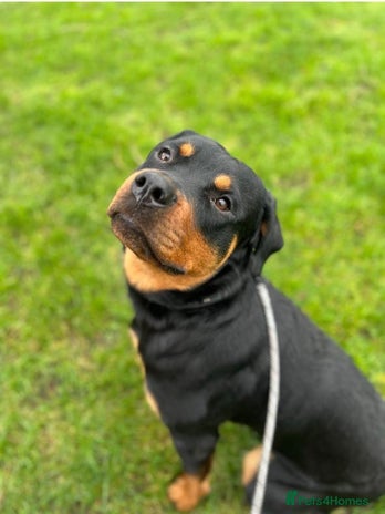 Rottweiler dogs 2 year old Rottweiler - Advert 1
