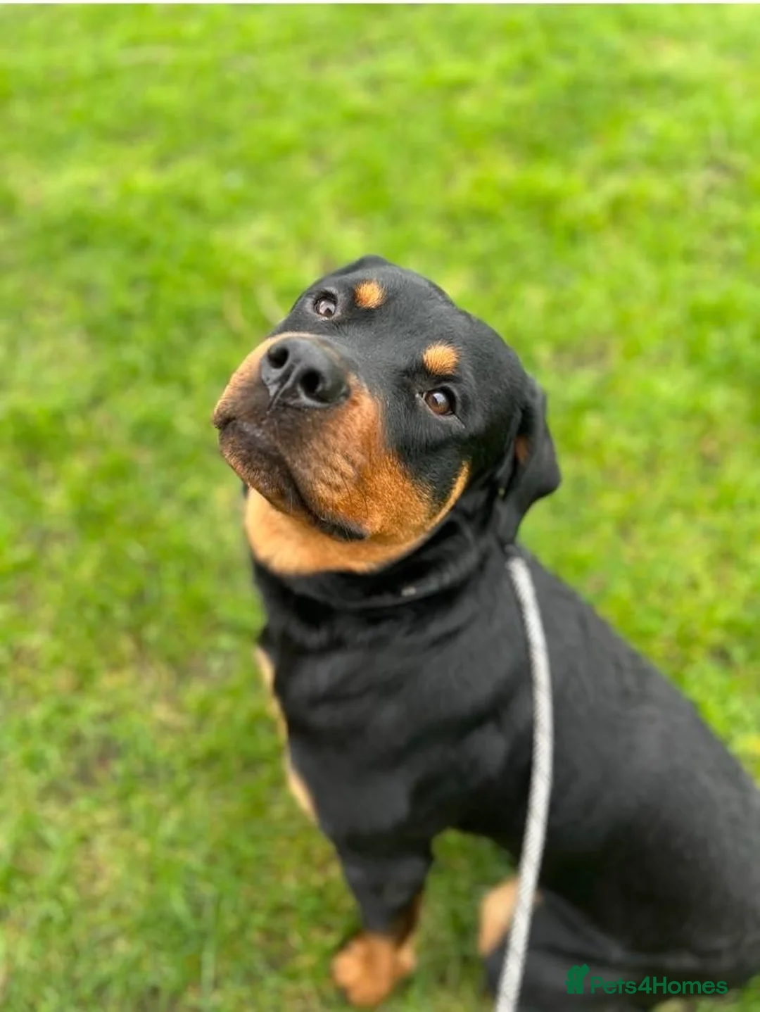 Rottweiler dogs for sale: 2 year old Male Rottweiler - Advert 1