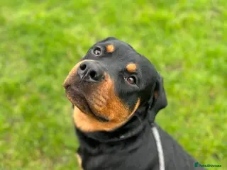 Rottweiler dogs 2 year old Male Rottweiler - Advert 1