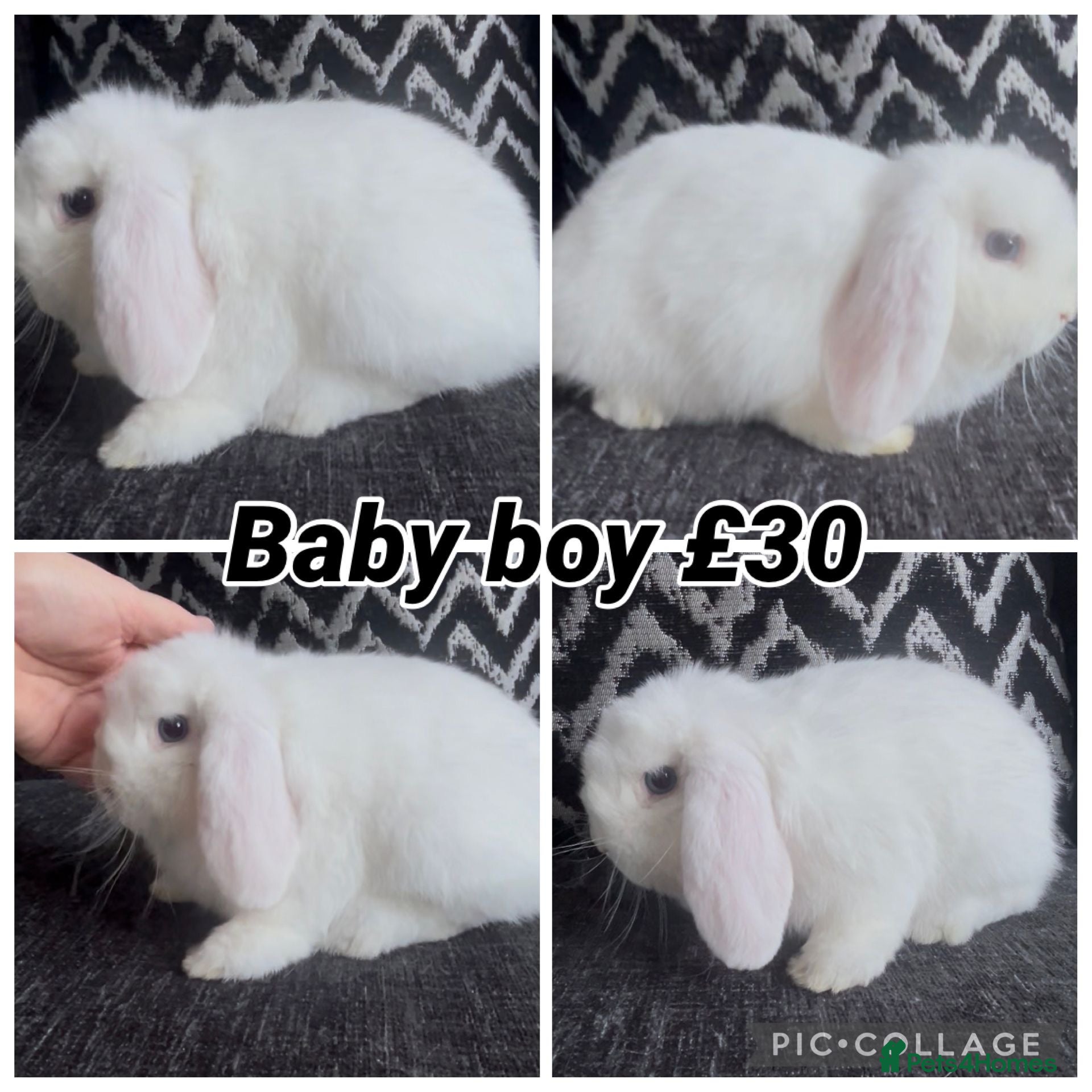 Mini Lop rabbits PEDIGREE MINI LOP BABIES READY NOW  - Advert 9
