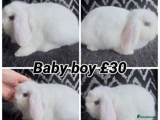Mini Lop rabbits PEDIGREE MINI LOP BABIES READY NOW - Advert 9