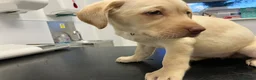 Labrador Retriever dogs for sale: Gorgeous Labrador puppies for sale - Advert 8