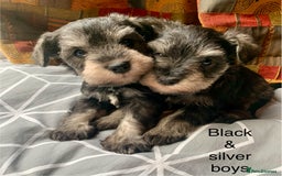 Miniature Schnauzer dogs for sale: Miniature Schnauzer pups - Image 8