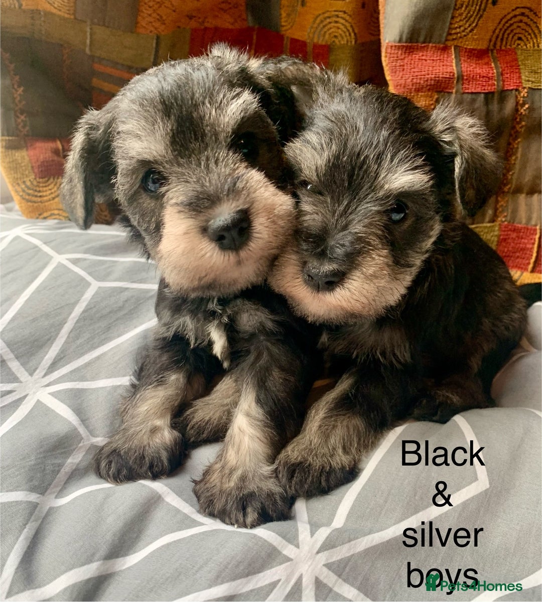 Miniature Schnauzer dogs for sale: Miniature Schnauzer pups - Image 8