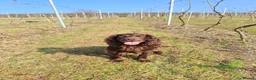 Cocker Spaniel dogs for sale: Working cocker spaniel puppies kc reg in Brough - Advert 6