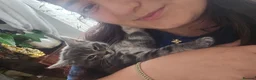 Mixed Breed cats for sale: Nameless - Advert 4