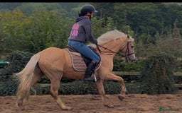 Irish Cob horses for sale: Stunning family pony allrounder  - Image 1