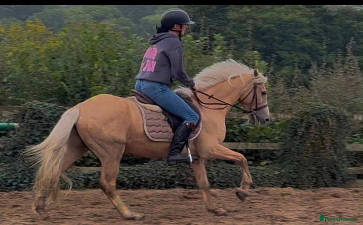 Irish Cob horses - Advert 7
