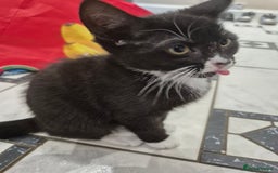 Domestic Shorthair cats for sale: Male & Female Kitten 12 WEEKS OLD - Image 3