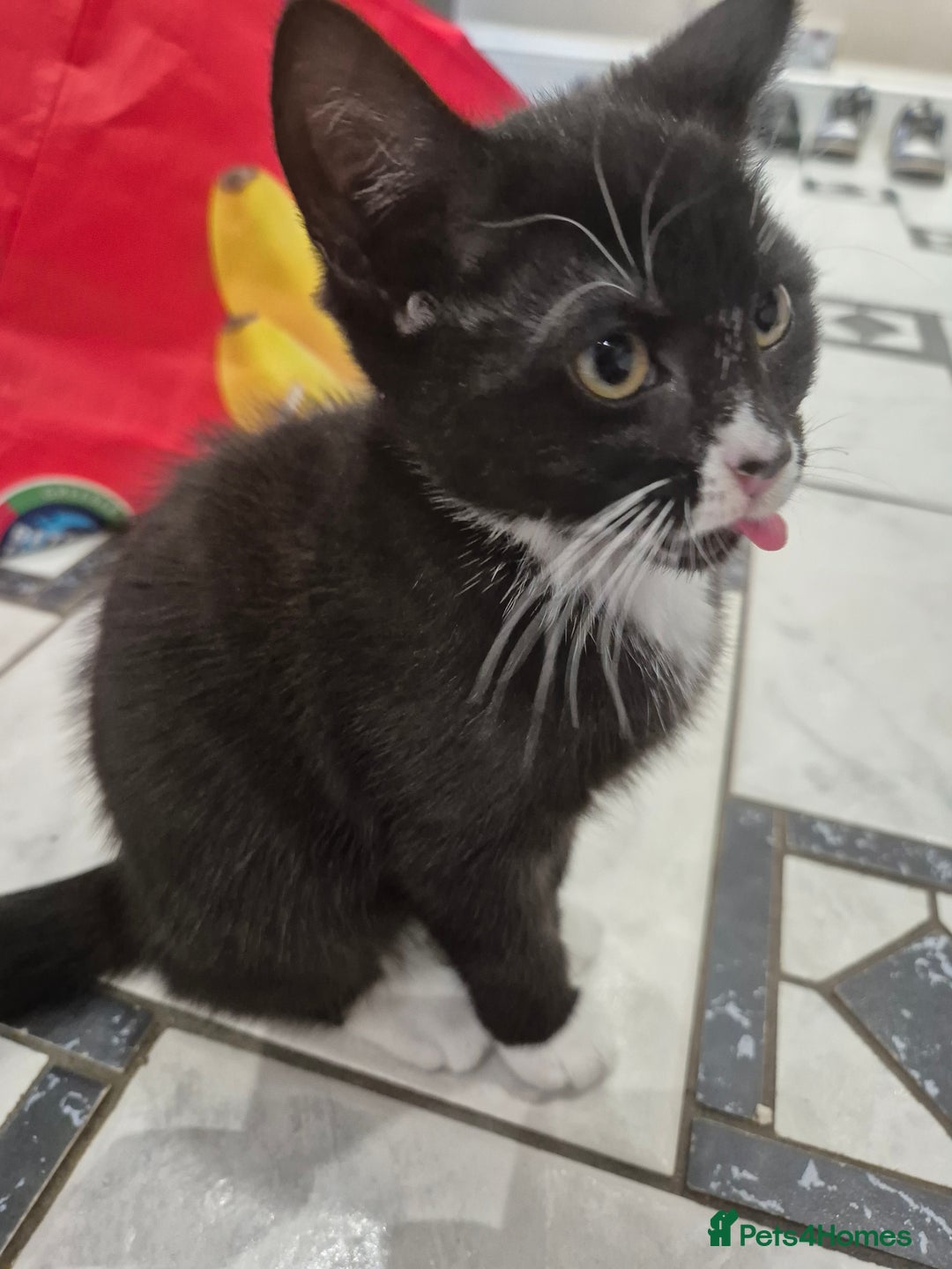 Domestic Shorthair cats for sale: Male & Female Kitten 12 WEEKS OLD - Image 3