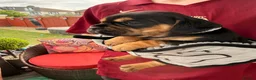 Mixed Breed dogs for sale: Sara Mendy in London - Advert 11