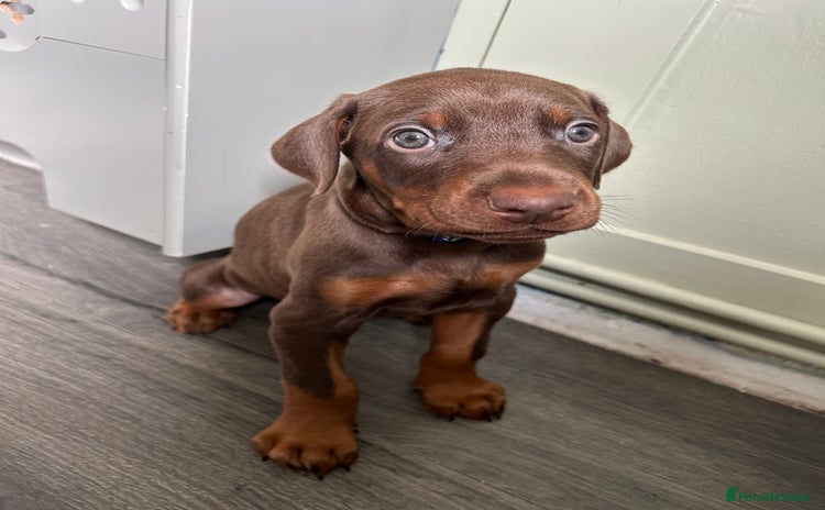 Dobermann dogs - Advert 2