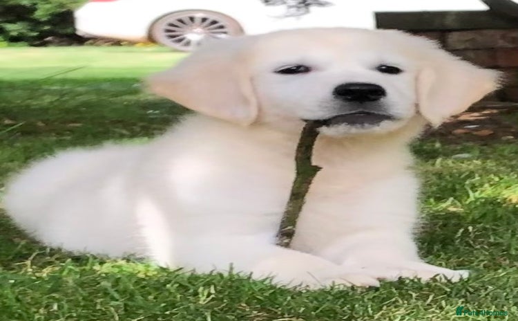 Golden Retriever dogs - Advert 10