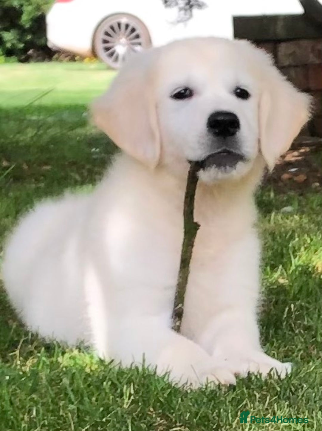 Golden Retriever dogs for sale: One lovely female puppy available  - Image 1