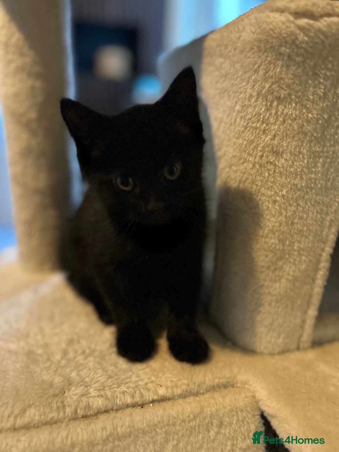 Mixed Breed cats for sale: 1 tabby kitten left! Ready now! - Image 10