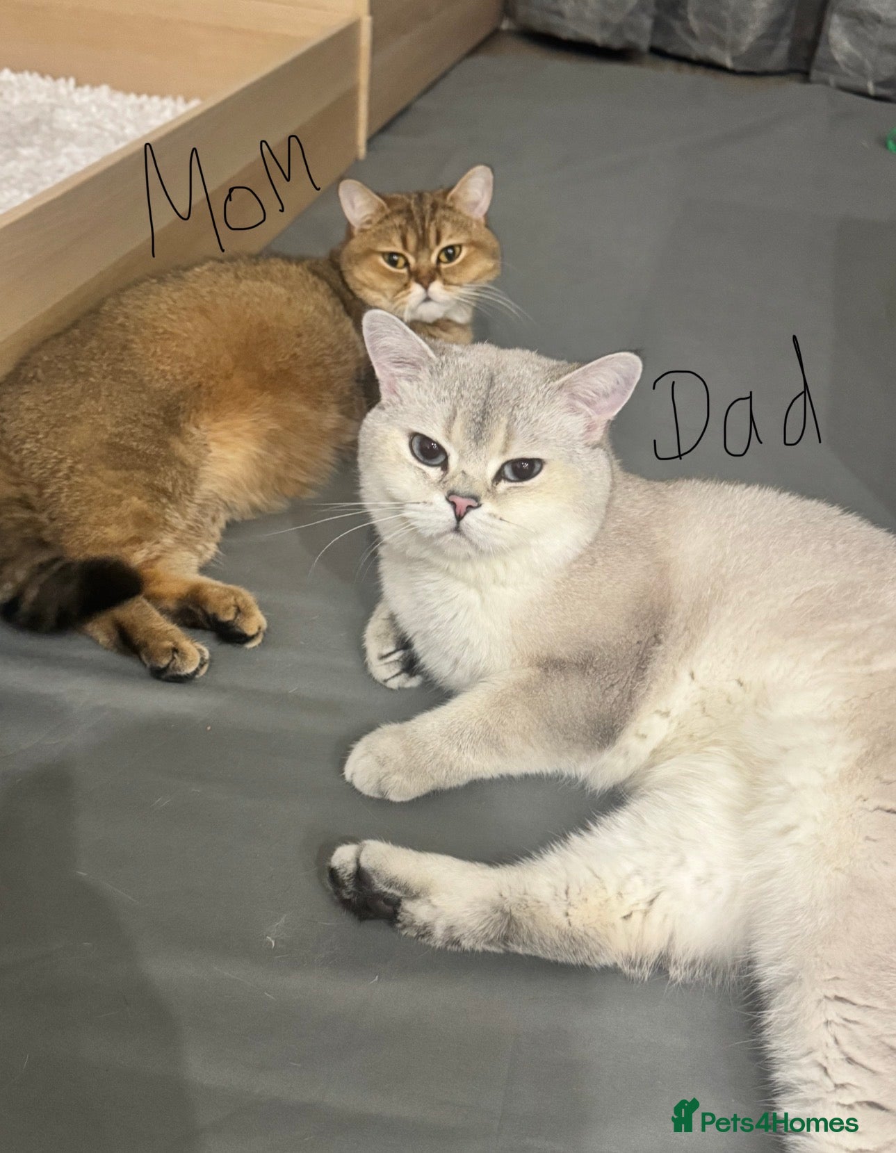 British Shorthair cats 🐾Beautiful Young Cats Seeking Their Forever Homes - Advert 3