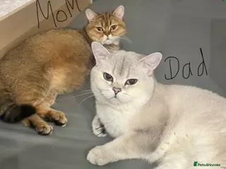 British Shorthair cats 🐾Beautiful Young Cats Seeking Their Forever Homes - Advert 1