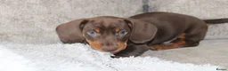 Miniature Dachshund dogs for sale: Miniature dachshund boy - Advert 9