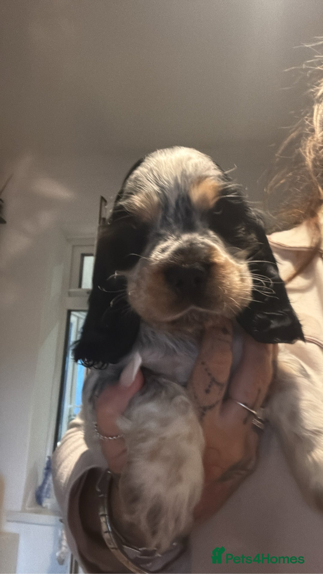 Cocker Spaniel dogs Stunning kc registered show cocker spaniels  - Advert 12