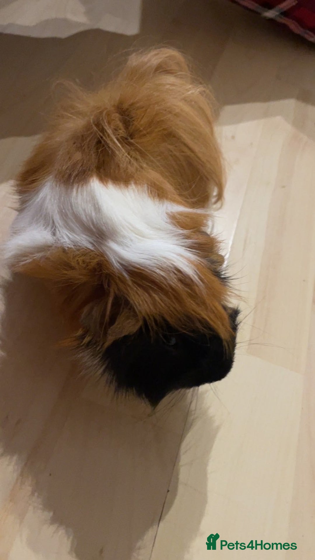 Guinea Pig rodents for sale: Male guinea pigs for sale - Advert 4