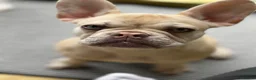 French Bulldog dogs for sale: Beautiful Platinum cryptic Merle French bulldog in Cambridge - Advert 7
