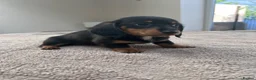 Miniature Dachshund dogs for sale: *** 3 beautiful mini dachshunds ** - Advert 22