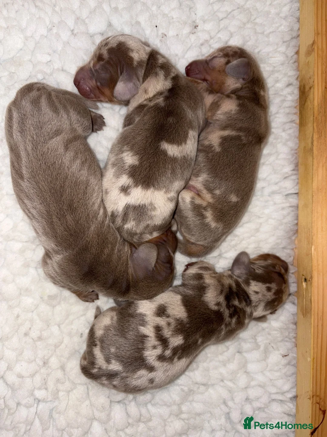 Miniature Dachshund dogs for stud: For stud my boy Dinky  in Alfreton - Advert 20