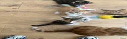 Domestic Shorthair cats for sale: 6 Adorable KittensReady for Their Forever Homes 🐾 - Advert 7